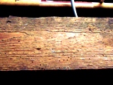 wood worm attack to roof timber Bangor